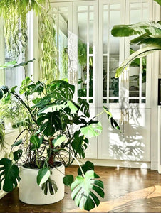 how to care for monserta plant.  Simple monstera plant care.
