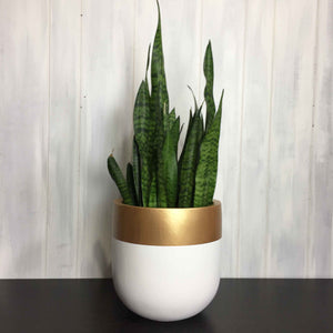 bright white Modern Planter with gold colour blocking on top edge