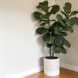 NEUTRAL TWO TONED CYLINDRICAL PLANTER WITH LARGE FIDDLE LEAF FIG