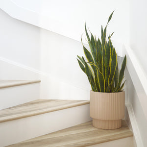 a curved staircase with oak risers and white stairs holds a beige, scalloped cylinder planter in the corner.  The planter holds a large sanservia plant.  Minimalist plant pot perfect for indoor and outdoor plants and florals. Hand painted, lightweight and modern.