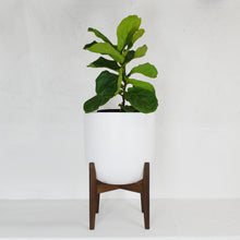 RETRO WALNUT PLANT STAND WITH LARGE WHITE PLANT POT AND FIG PLANT