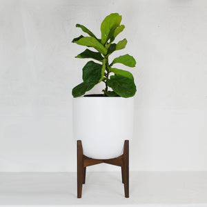 RETRO WALNUT PLANT STAND WITH LARGE WHITE PLANT POT AND FIG PLANT