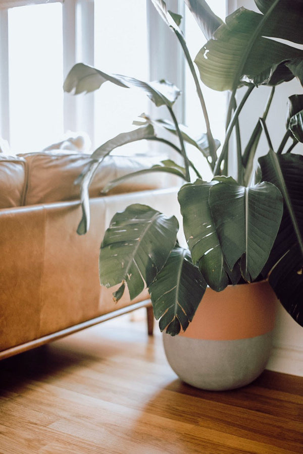 Why Fiberstone Planters Are a Smart Choice for Houseplants