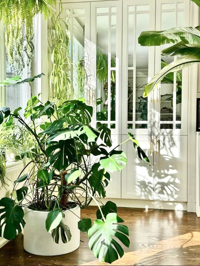 How to Care for a Monstera Plant