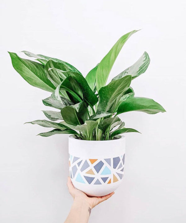 Best Plants for Beginners (And How to Style Them at Home)