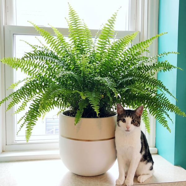 cat on a ledge next to a large potted plant
