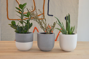 HOUSEPLANTS FOR NEWBIES