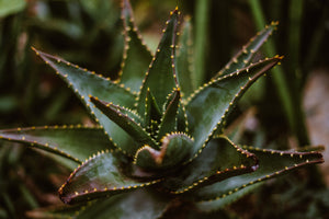 GREENIFY YOUR SPACE