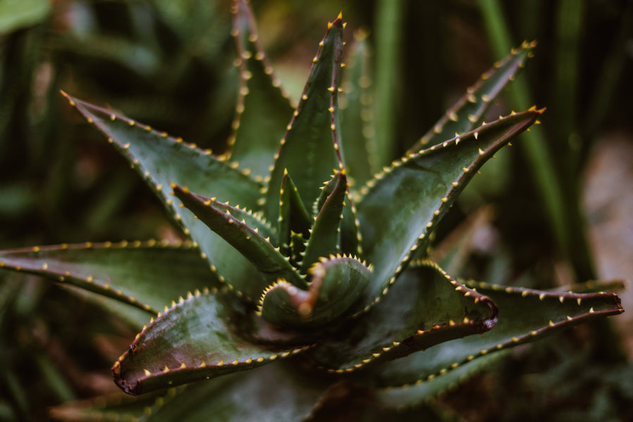 GREENIFY YOUR SPACE