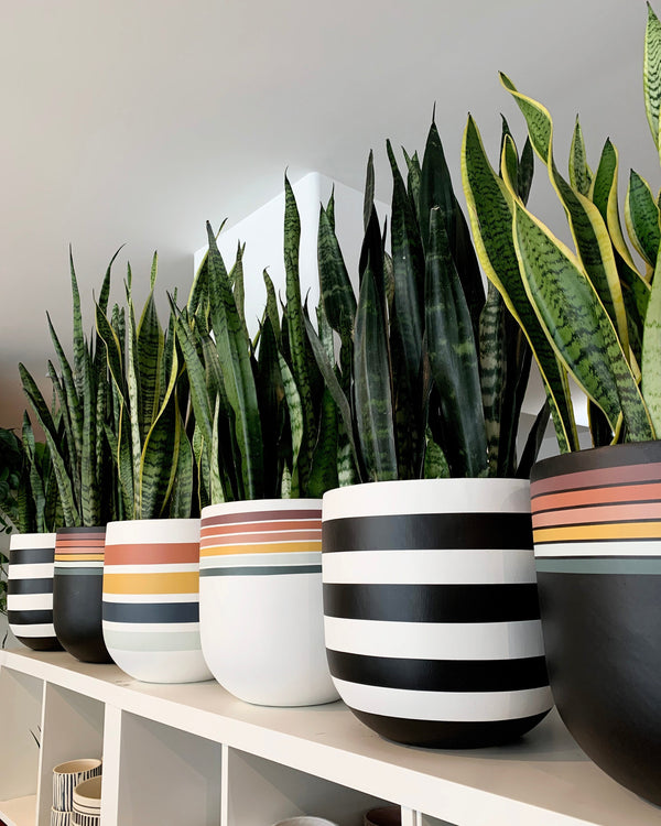 simple snake plant care instructions.  How to care for an indoor snake plant