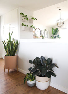 GALA POT | PLANTER