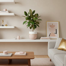 Modern living room with a plant, coffee table, and sofa.