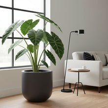 Modern living room with a plant in a large charcoal grey planter pot, white sofa, floor lamp and coffee table.