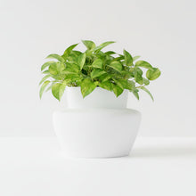 White potted plant on a white background