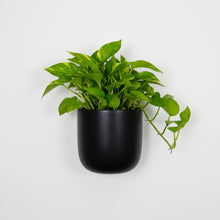 Single modern black wall-hanging planter with a pothos plant mounted on a white wall, ideal for minimalist indoor decor.