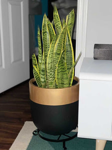 BLACK PLANTER WITH GOLD RIM WITH TROPICAL SNAKE PLANT