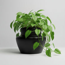 Matte Black potted plant on a white surface with a white background