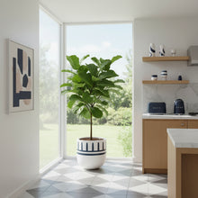 Modern kitchen with a potted plant near a window
