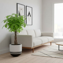 Modern living room with a white sofa, coffee table, and decorative plant.