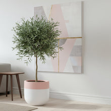 Modern living room with a white sofa, coffee table, side table, and potted plant.