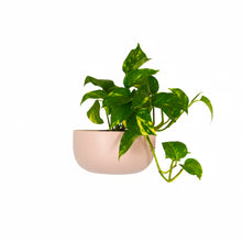 Potted pothos plant with green leaves in a light pink wall hanging planter pot on a white background