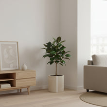 Modern living room with a plant, wooden cabinet, and sofa.