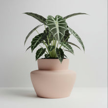 Potted plant with a pink planter on a light background