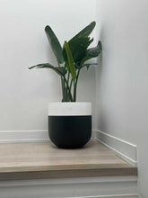 BONEILL POT BLACK | PLANTER