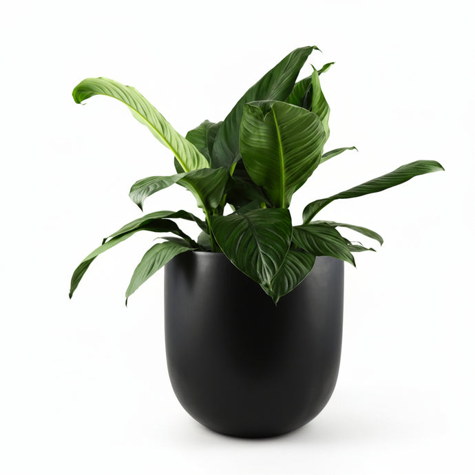 Green potted plant in a black pot on a white background
