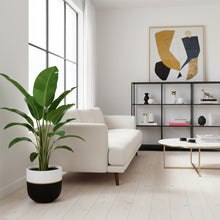 Modern living room with a white sofa, potted plant, and decorative items on a shelf.