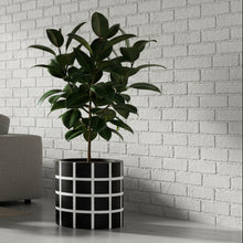 Modern living room with a sectional sofa and decorative plant.