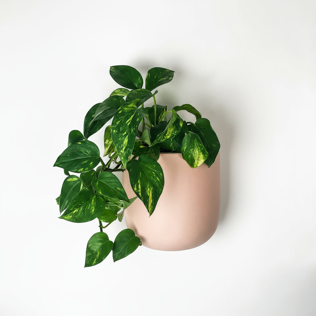 Green leafy pothos plant in a blush pink hanging planter pot on a white background
