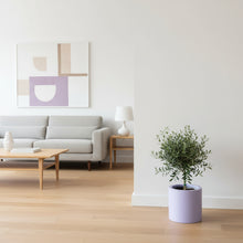 Modern living room with a gray sofa, wooden coffee table, and a plant in a purple pot.