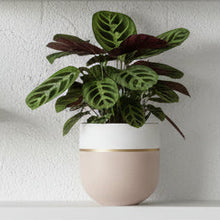 White shelf with decorative planter with potted prayer plant.