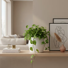 Potted plant on a wooden shelf with abstract art and decor in a living room.