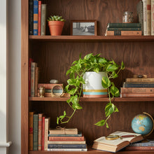 Wooden bookshelf with books, plants, and decorative items