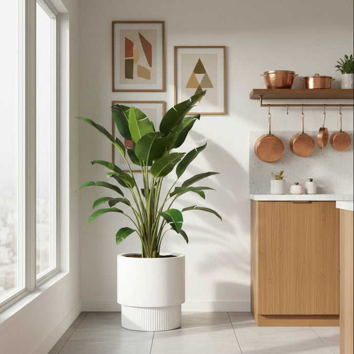 Kitchen interior with a large potted plant near a window.  Copper kitchen utensils hang from a elevated shelf.