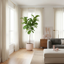 Modern living room with a potted fiddle leaf fig plant in a soft pink planter, a grey sofa, and white curtains.