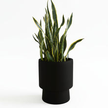 Black planter with a snake plant on a white background