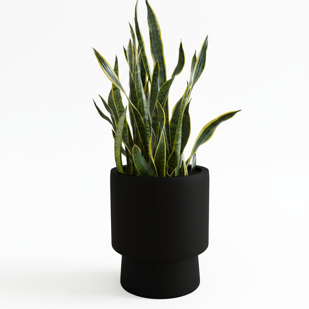 Black planter with a snake plant on a white background