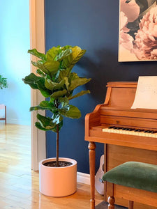 LOW CYLINDER POT BAKED CLAY | PLANTER