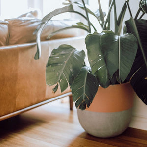 SPLIT POT | PLANTER