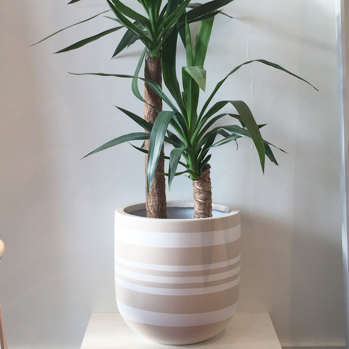 large variegated stripe hand painted plant pot with healthy fiddle leaf fig