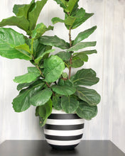 RUGBY POT BLACK | PLANTER