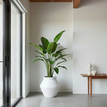 Tall green plant in a white pot against a neutral wall with a wooden side table.