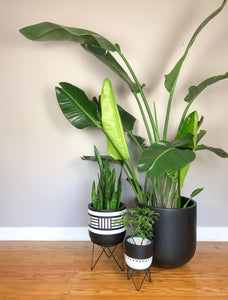 NOMAD POT BLACK | PLANTER