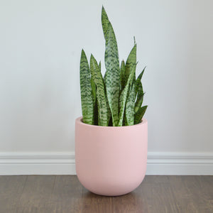 ESSENTIAL POT BLUSH | PLANTER