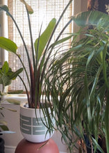 SPIRE POT SAGE | PLANTER