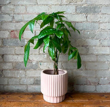 RIDGED CYLINDER POT BAKED CLAY | PLANTER