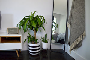 RUGBY POT BLACK | PLANTER
